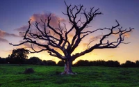 dry tree, tree, branch, woody plant, morning