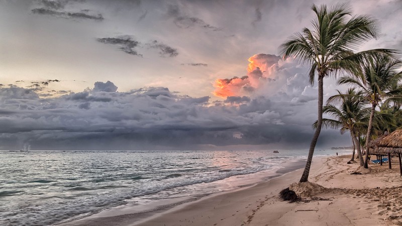 Вид пляжа с пальмами и хижиной на берегу. (пунта кана, punta cana, пляж, тропики, океан)