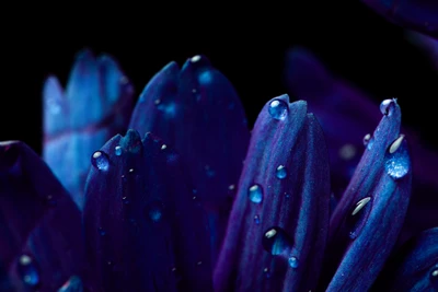 Pétalas de flores azuis vívidas com gotas de orvalho em close-up macro