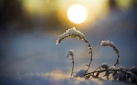 Snow-Covered Branch in Morning Sunlight