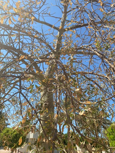 Ramas de árbol de hoja caduca contra un cielo azul claro en invierno