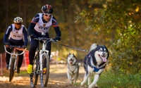 Mountain Bikers Racing Alongside Energetic Huskies