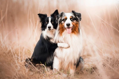 Dois adoráveis cães, um Border Collie e um Pastor Australiano Miniatura, posam de forma brincalhona juntos em um campo gramado iluminado pelo sol, mostrando sua estreita amizade.