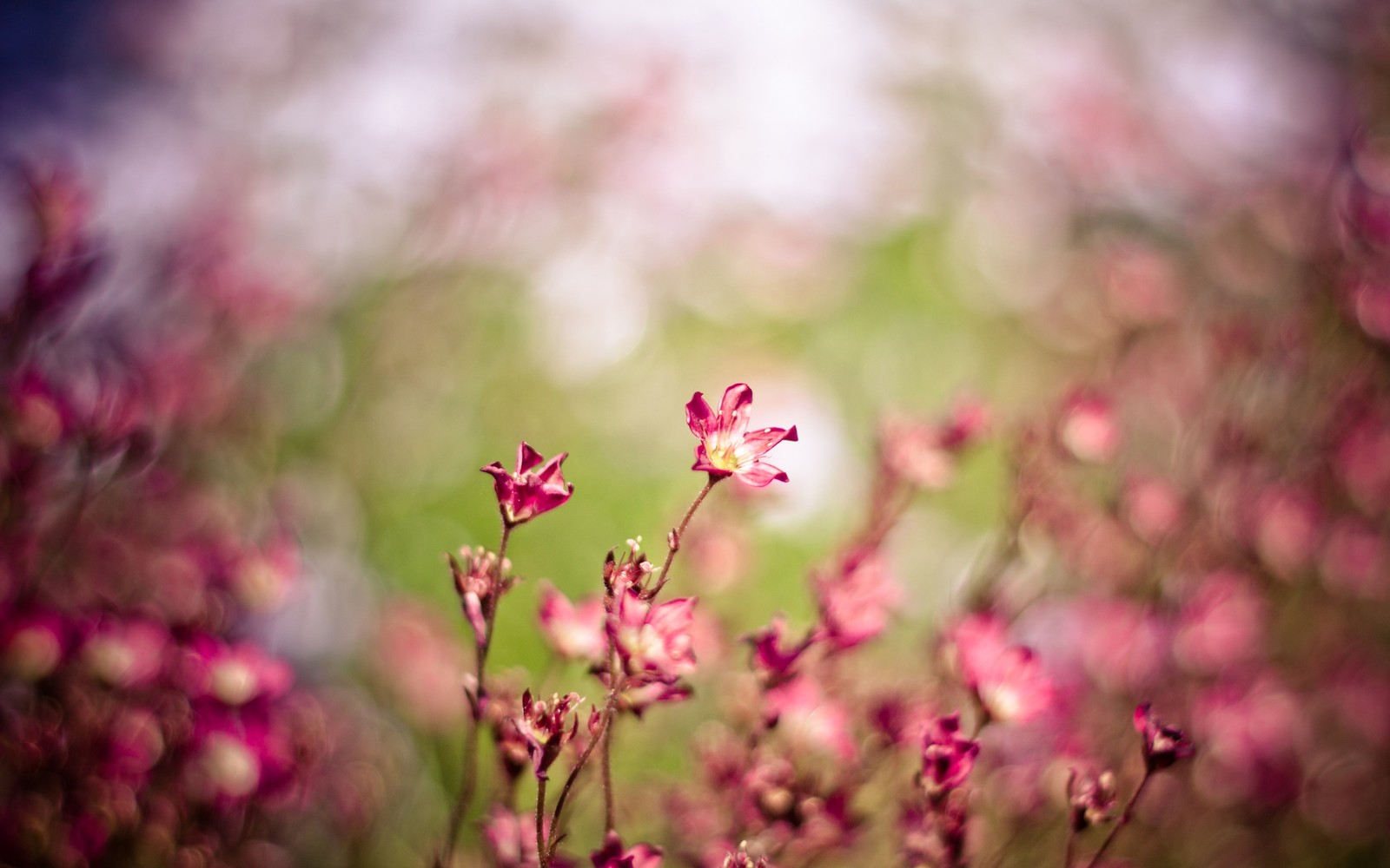 Hay una pequeña flor rosa que crece en la hierba (primavera, floración, pétalo, ramo, flora)