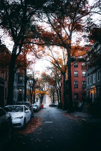 Escena de calle de otoño con árboles y coches aparcados