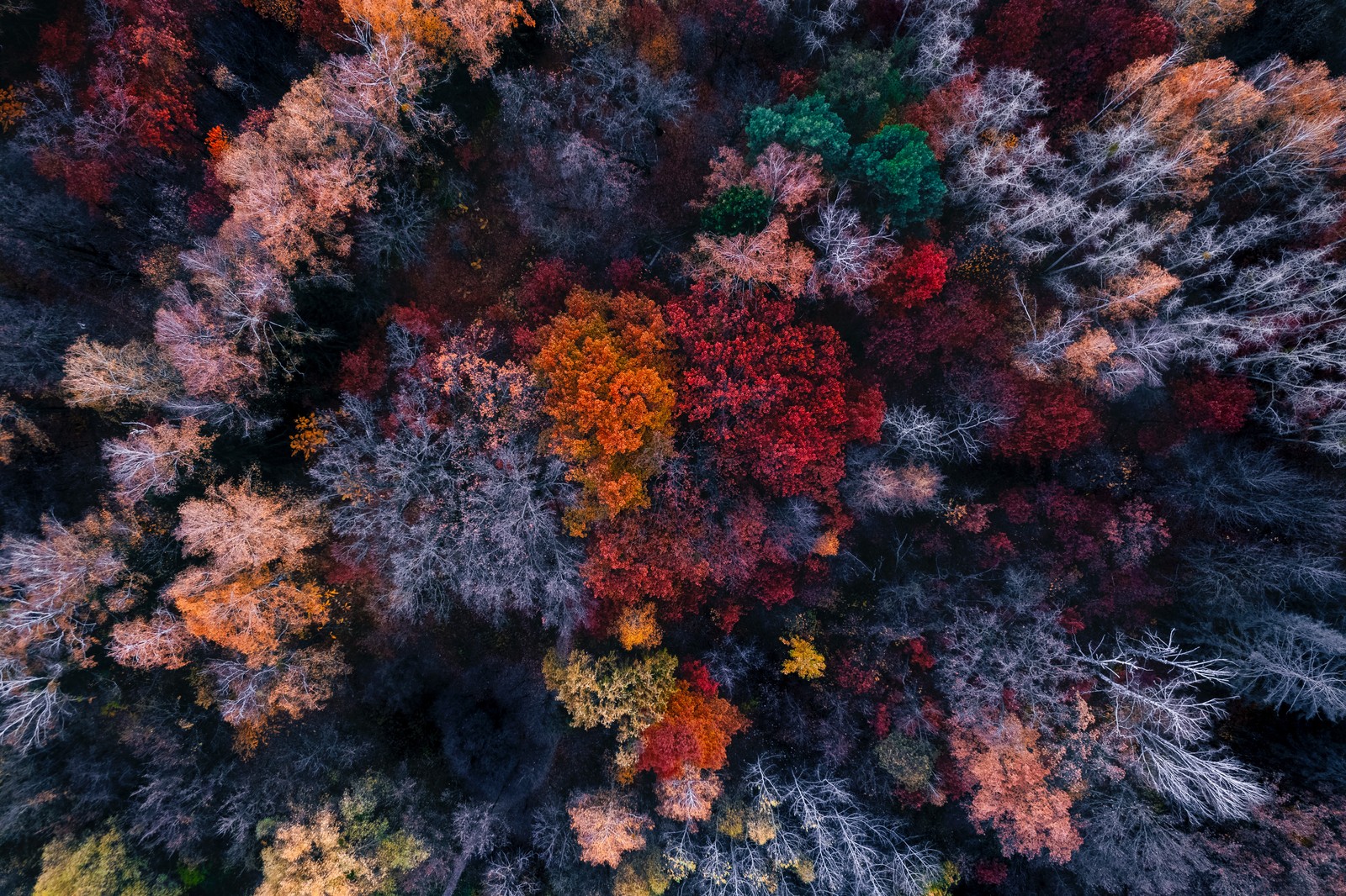 Uma vista de cima de uma floresta com muitas árvores no outono (árvores de outono, visão aérea, colourful forest, cores de outono, 5k)