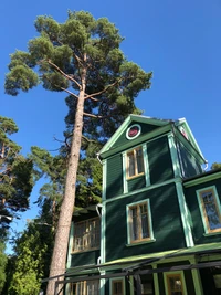 Árbol de coníferas que se eleva sobre un edificio verde