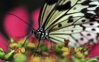 inseto, borboleta, mariposas e borboletas, polinizador, néctar