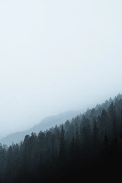 Misty Morning at Hill Station with Snow-Capped Trees