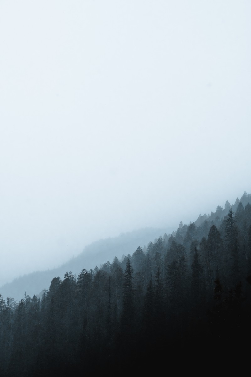 Trees in the fog on a foggy day with a mountain in the background (morning, snow, haze, cloud, fog)