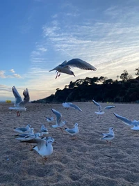 Gaivotas em voo sobre a costa arenosa ao pôr do sol