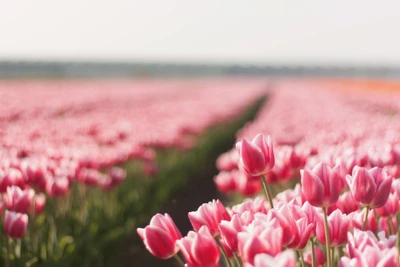 Campo de tulipanes rosa vibrante bajo un cielo despejado