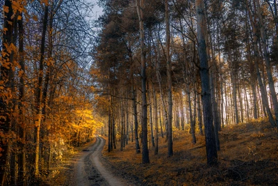 Herbstweg durch einen goldenen Wald