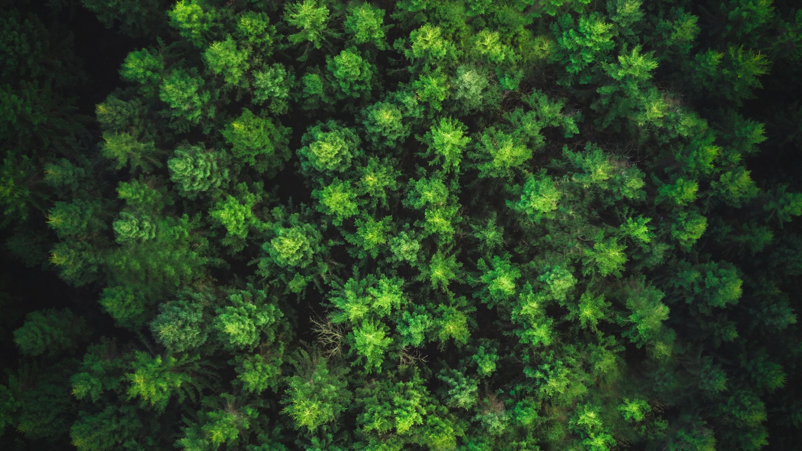 Vista aérea de uma floresta de cima (vegetação, ecossistema, planta terrestre não vascular, bioma, árvore)