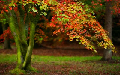 arbre, feuille, nature, automne, à feuilles caduques