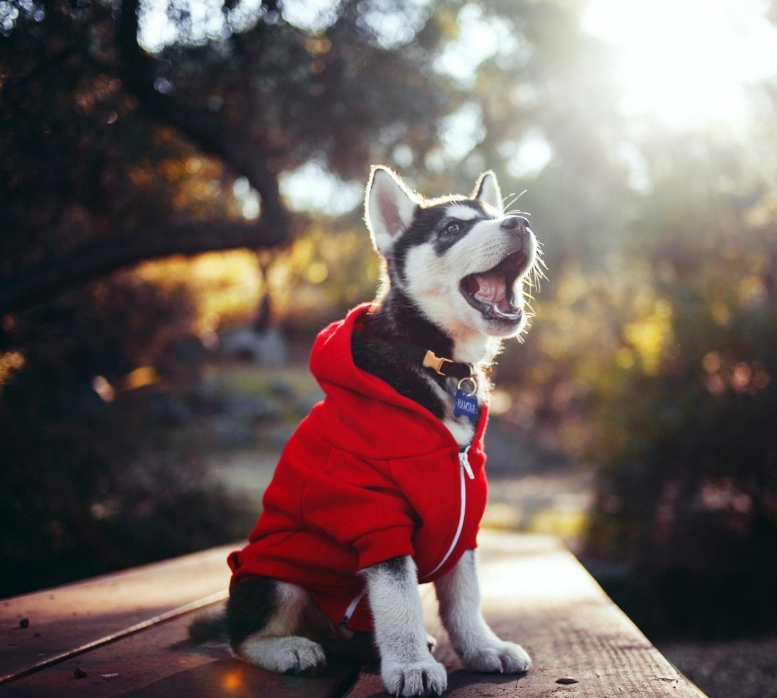 Lade tier, hund, welpen Hintergrund herunter