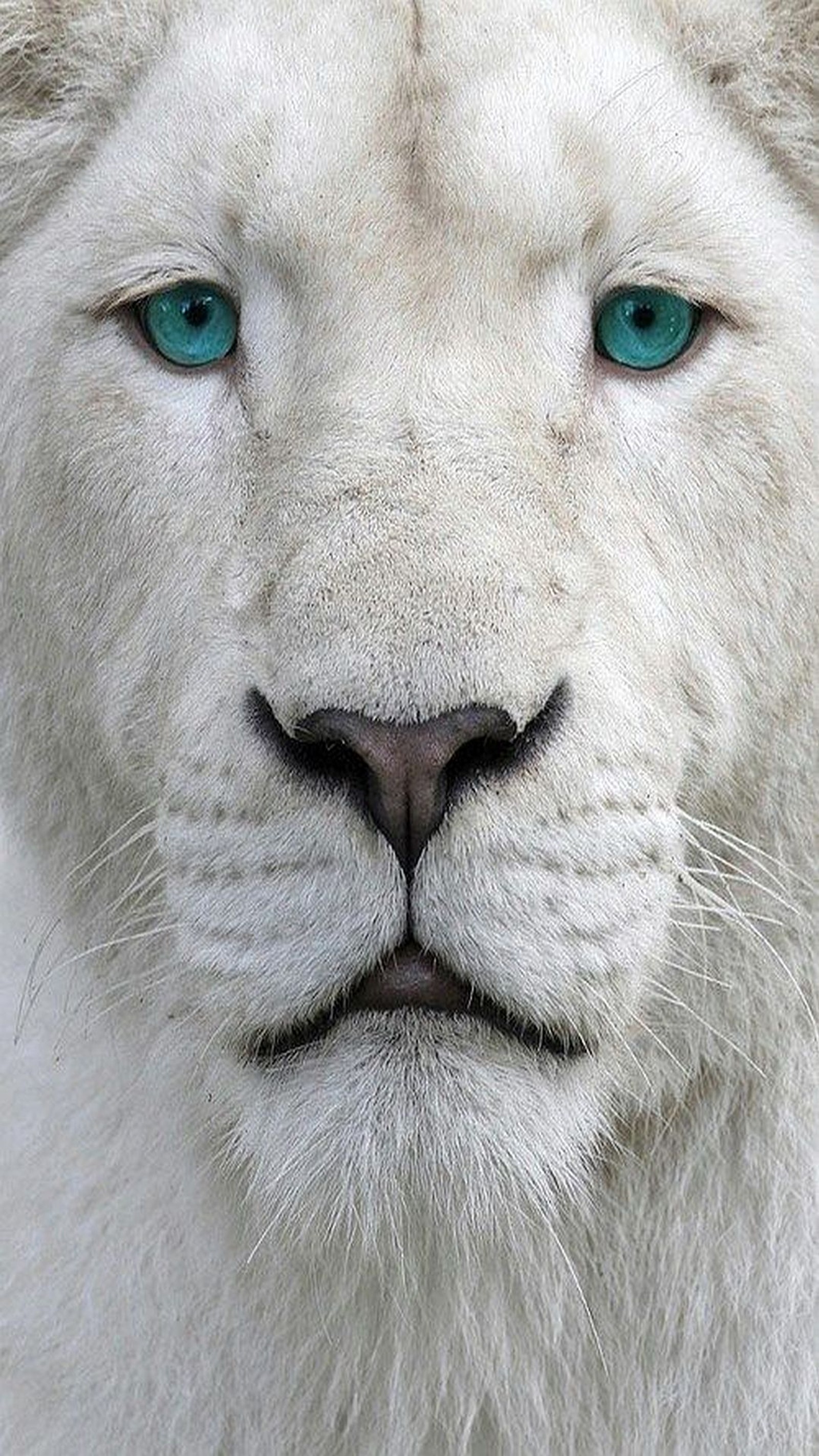 Eine nahaufnahme eines weißen löwen mit blauen augen und einem weißen fell (albino, löwe)