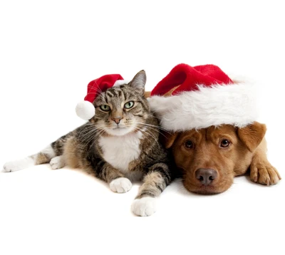 Gato e cachorro festivos com chapéus de Natal