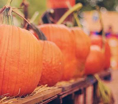 Lebendige orangefarbene Kürbisse bereit für Herbstfestlichkeiten