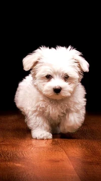 Adorable white puppy exploring its surroundings.