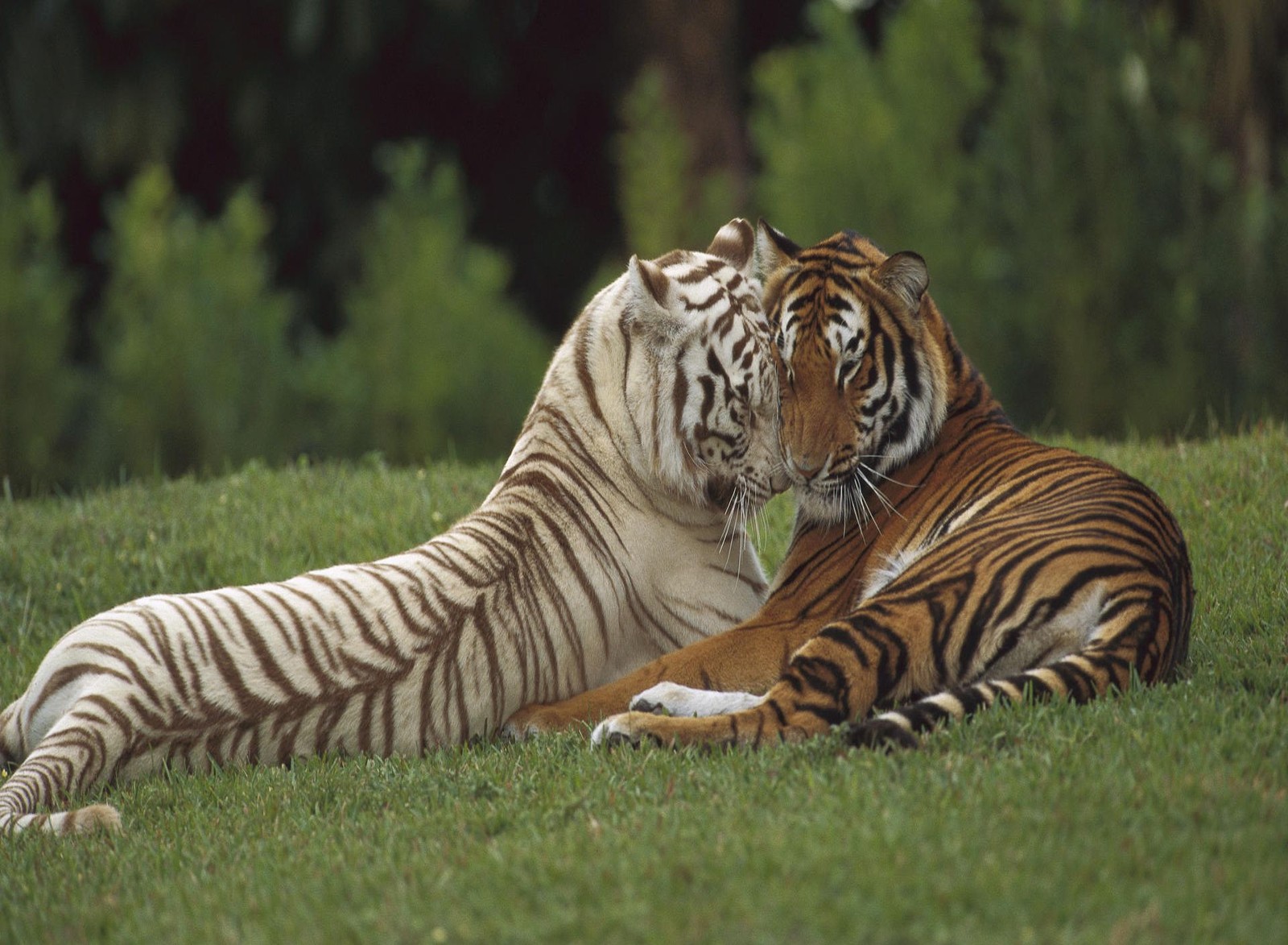 Zwei tiger liegen im gras (tier, tiger, weiß)