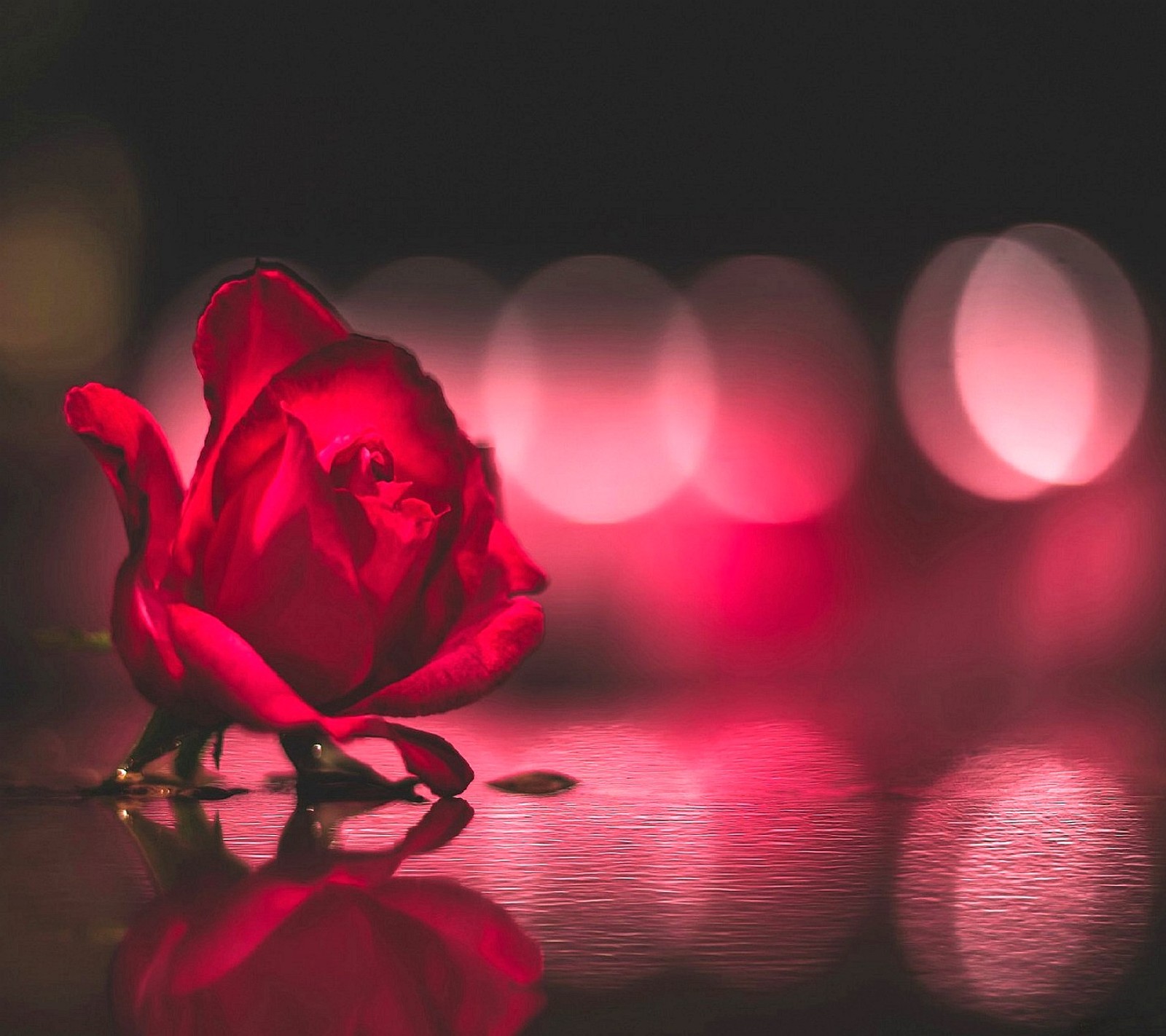 Un primer plano de una rosa sobre una mesa con una luz roja (rosa)