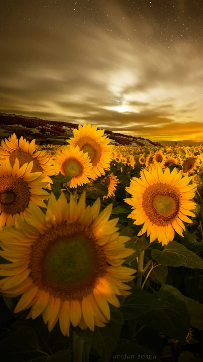 Campo de girasoles nocturno bajo un cielo estrellado