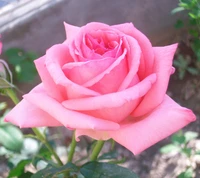 Delicate Pink Rose in Bloom