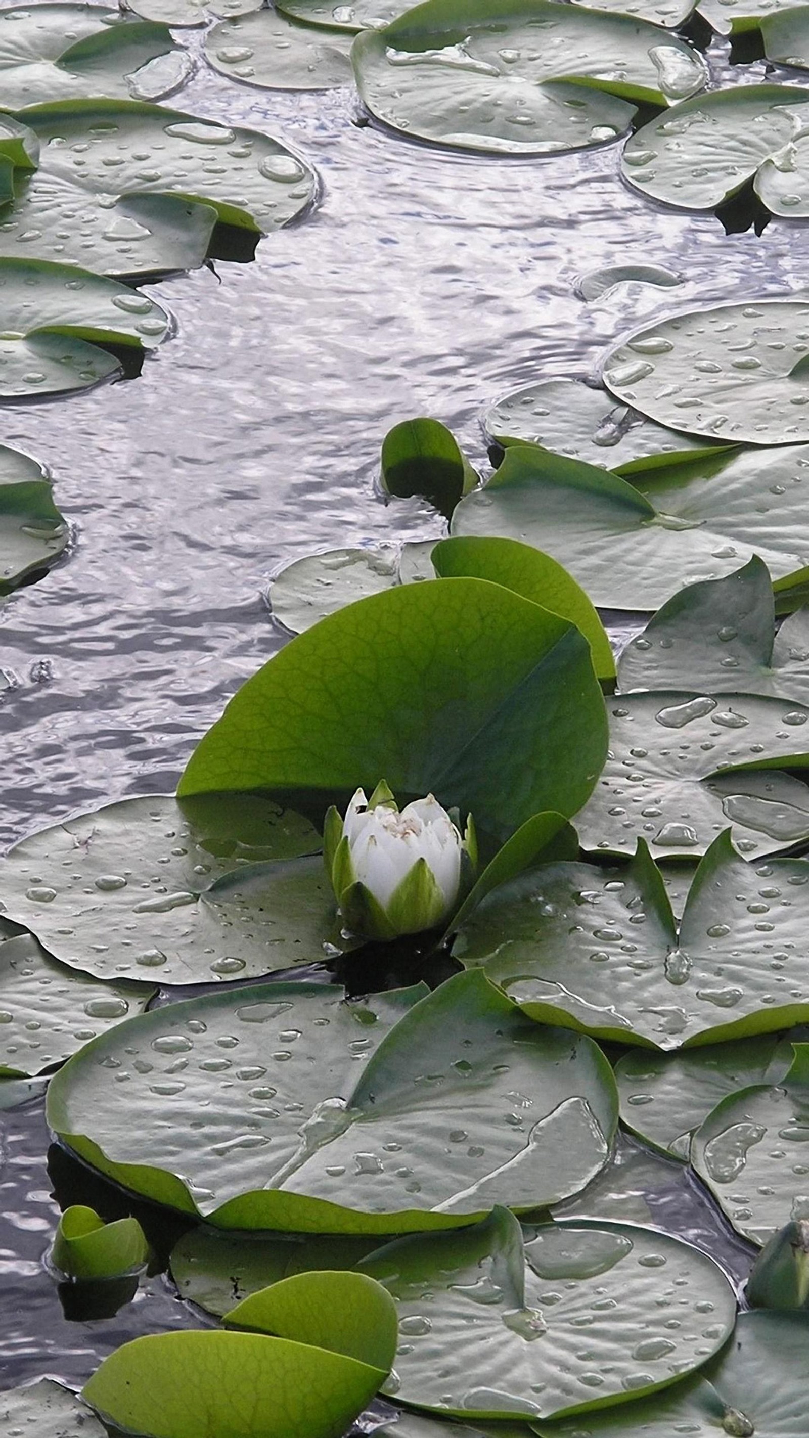 Uma flor branca que está em uma folha na água (gota, lago, folhas, água)