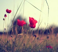 field, floral, flower, flowers, landscape wallpaper