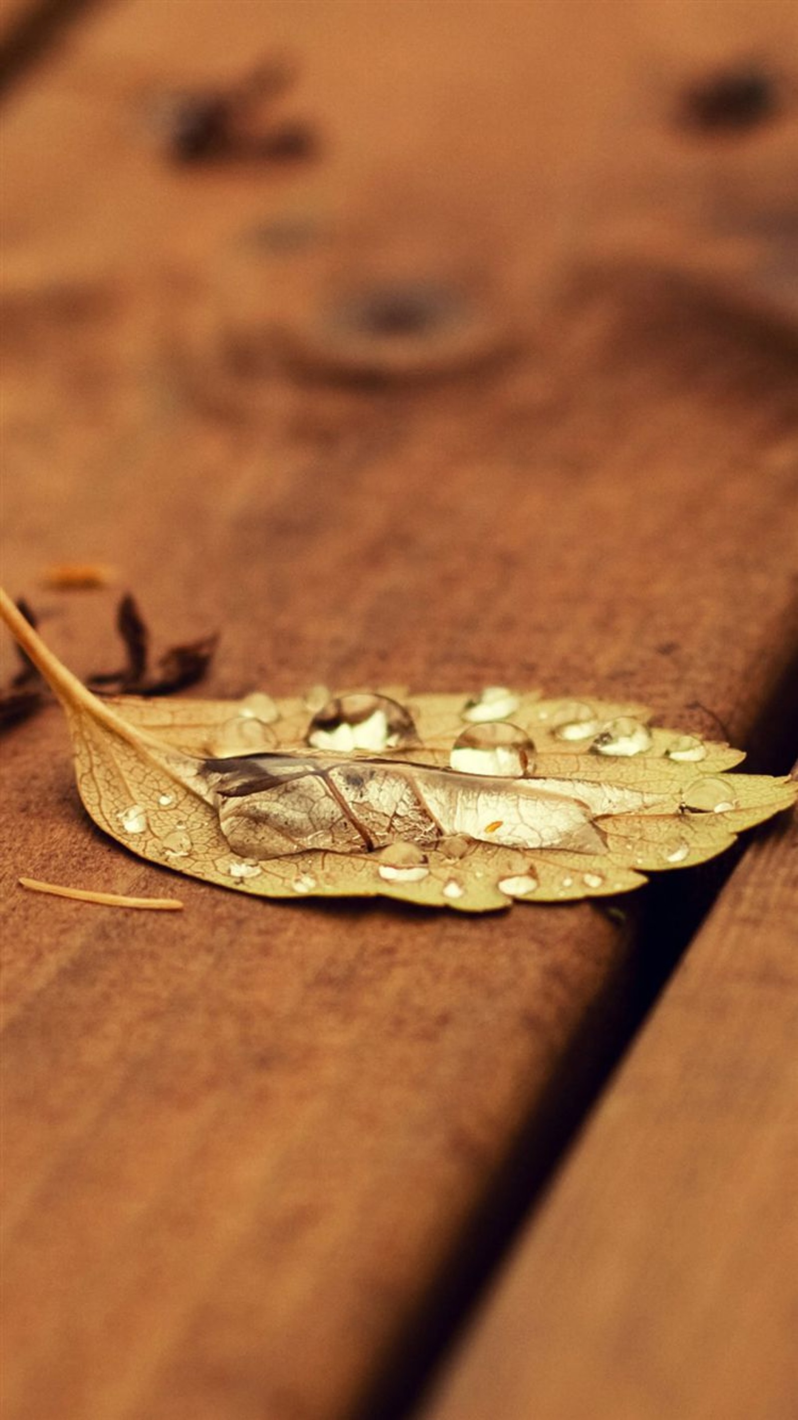 There is a leaf that is laying on a wooden bench (bench, leaf, nature, water, wood)