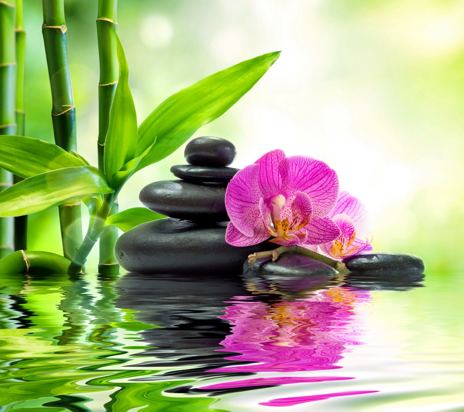 A close up of a pink flower on a pile of rocks in water (bamboo, orchid, relax, spa, stones)