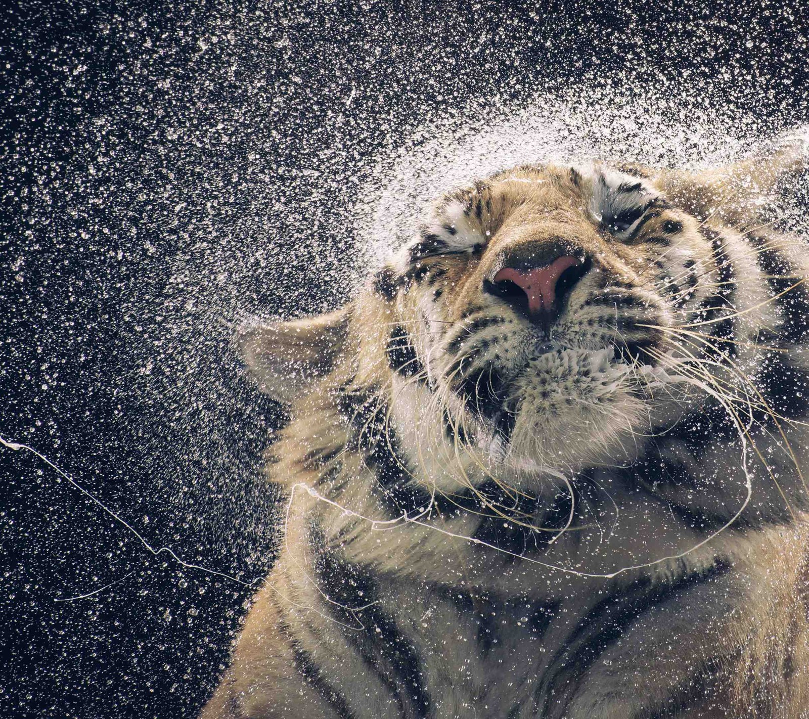 Jirafas en el agua rociando agua sobre un tigre (negro, oscuro)