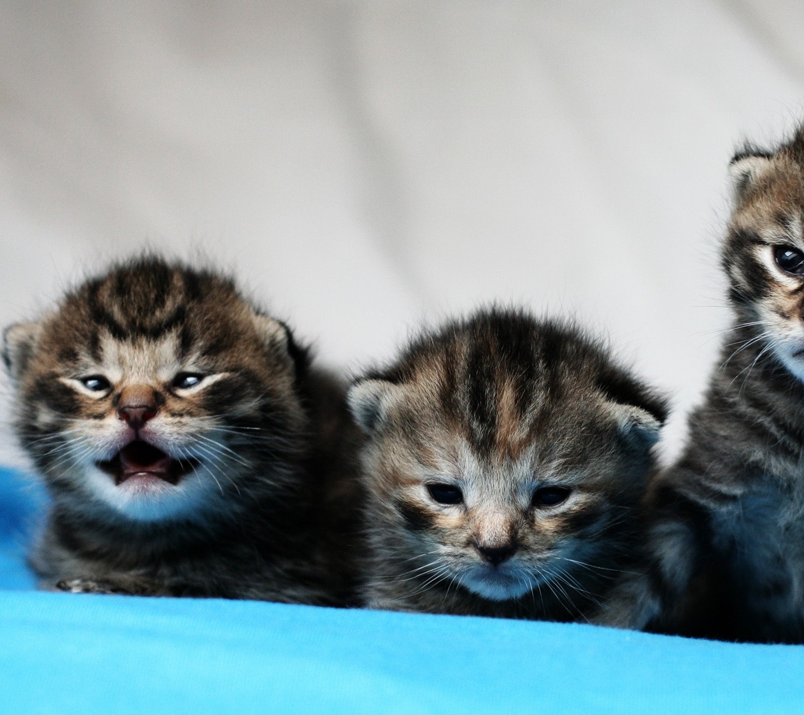 Three small kittens are sitting on a blanket with their mouths open (adorable, babies, cat, cats, cute)