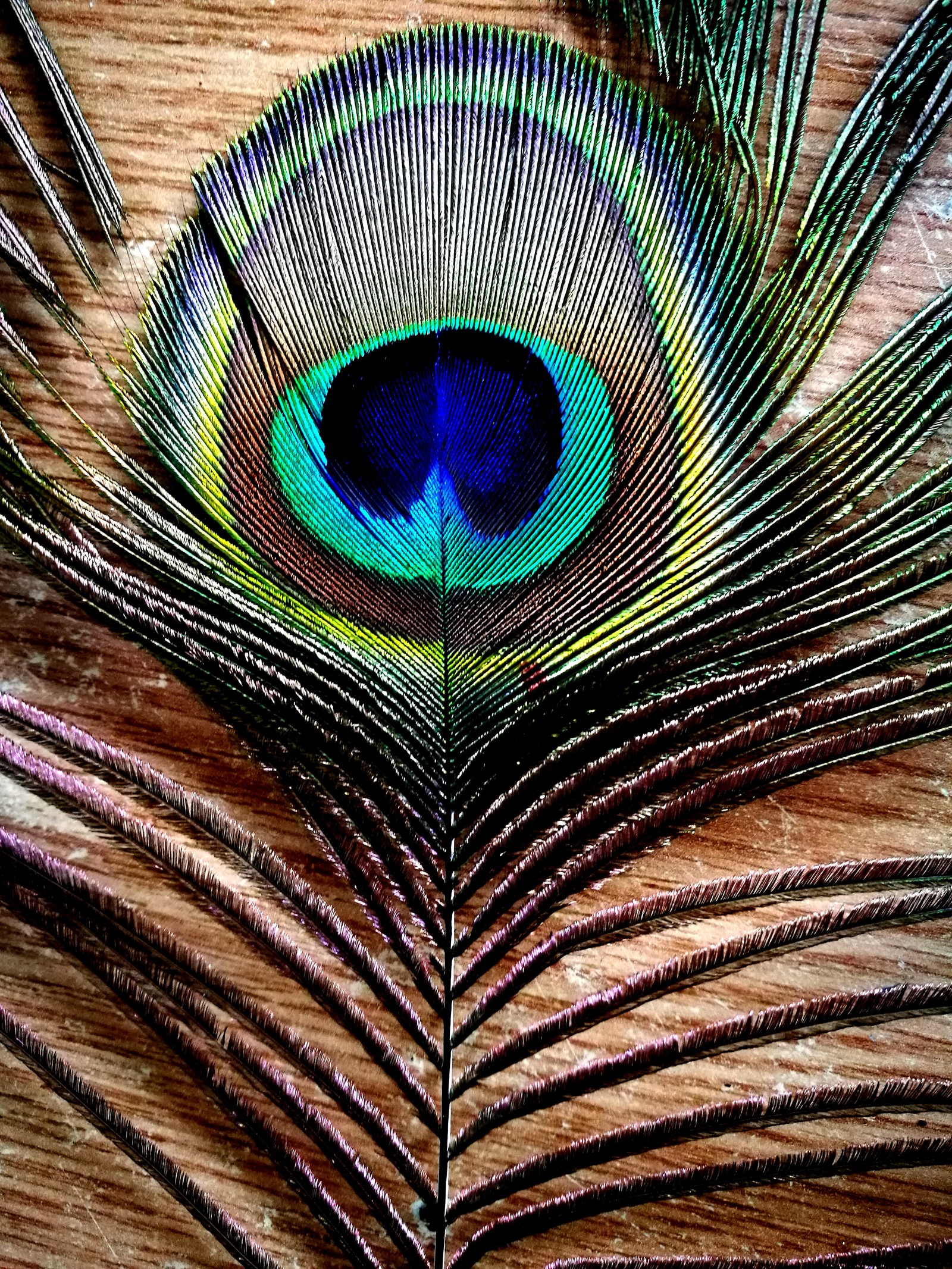 Gros plan d'une plume de paon sur une surface en bois (animaux, oiseaux, coloré, minimaliste, nature)