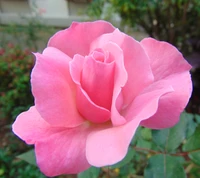 Zarte rosa Rose in Blüte