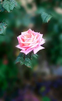 flower, flowers, pink, roses wallpaper