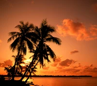 sunset, tropic