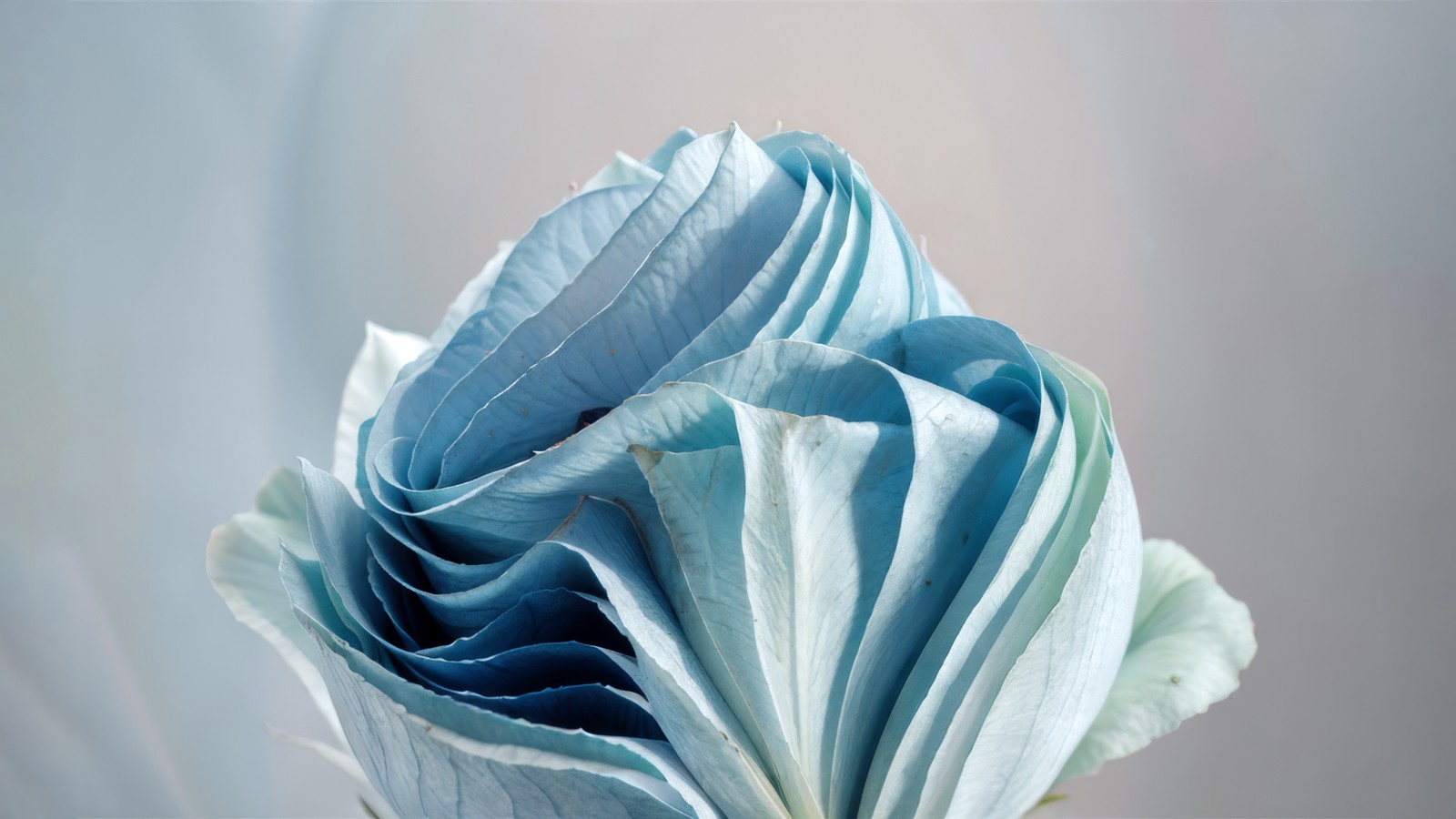 Il y a une fleur bleue dans un vase (windows 11, art dia, ai art, art du papier, 5k)