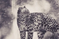 Elegant Leopard in the Wilderness