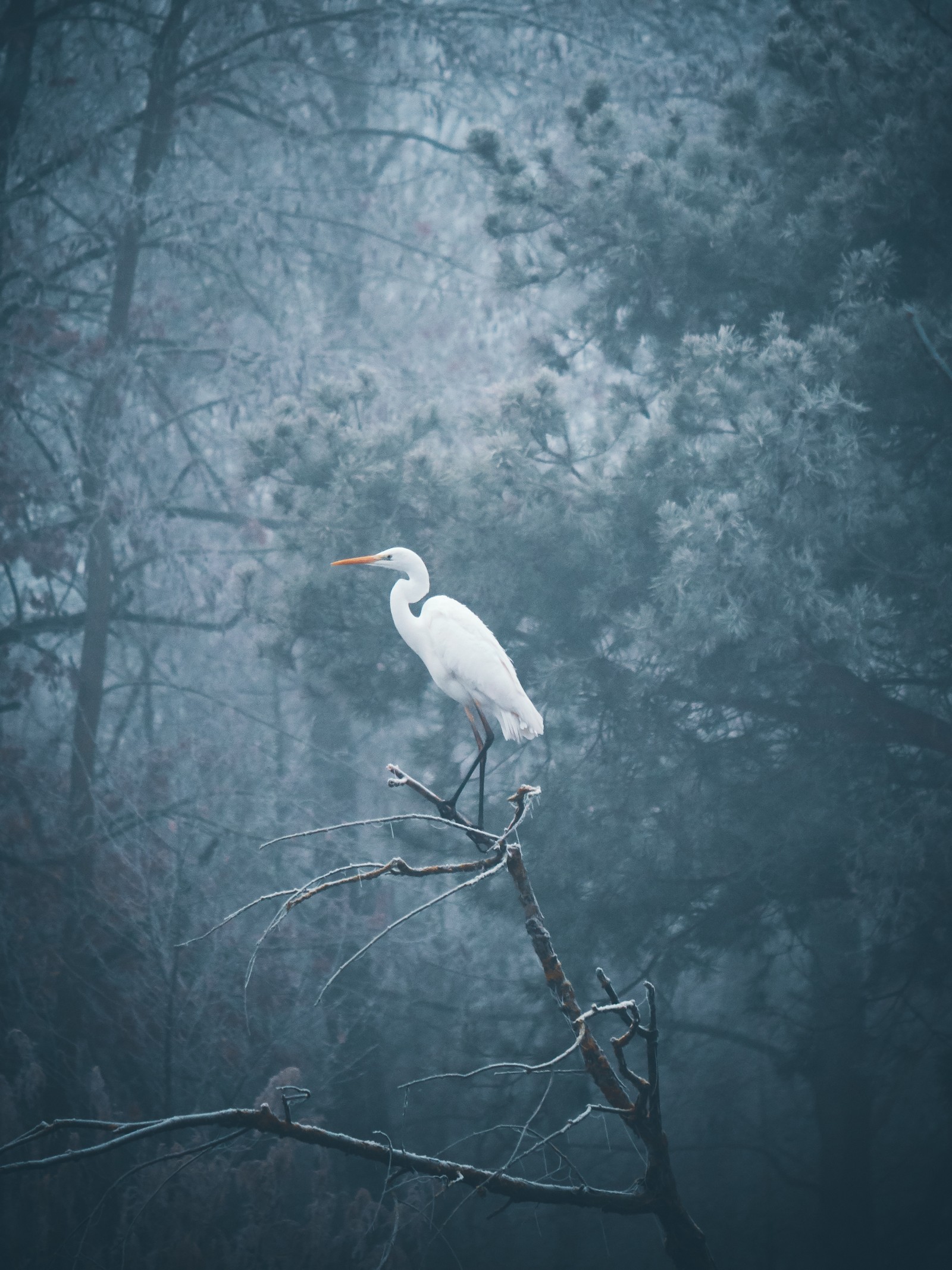 bird, water, beak, heron, wildlife wallpaper