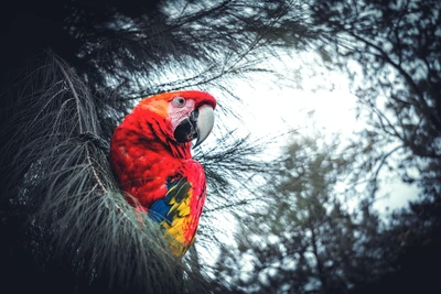 Arara escarlate empoleirada entre a folhagem exuberante, exibindo plumagem vermelha vibrante e características marcantes.