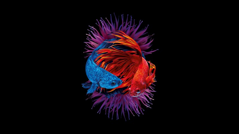 Крупный план рыбы на черном фоне (рыбы бета, siamese fighting fish, под водой, amoled, черный фон)