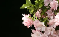 flowering plant, pink, plant, spring, blossom