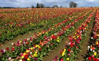 Vibrante pradera de tulipanes de primavera en plena floración