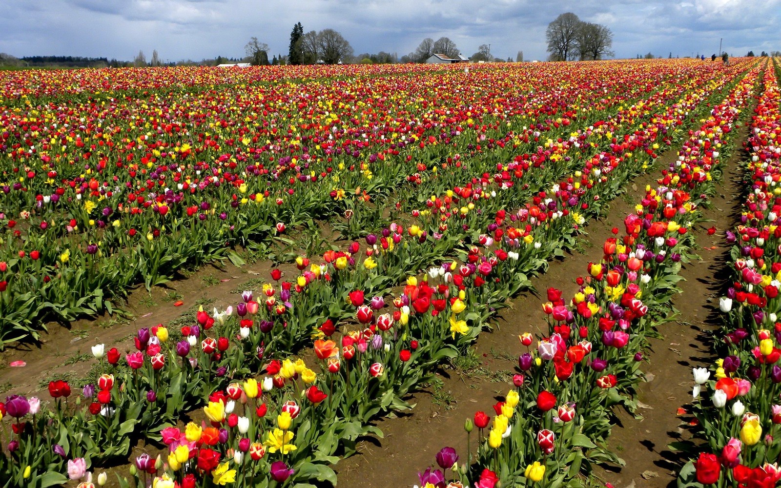 A field of colorful tulips in bloom with a blue sky (flowering plant, spring, annual plant, seed plant, flowers)