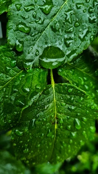 Gotas de lluvia en hojas verdes vibrantes