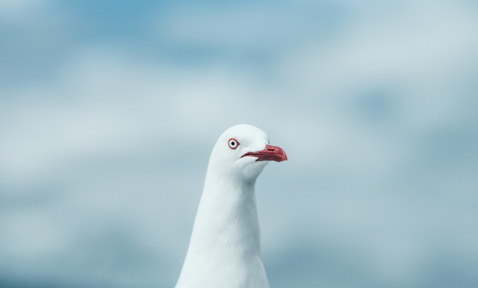 Descargar fondo de pantalla gaviotas, pico, ave, pájaro marino, gaviota