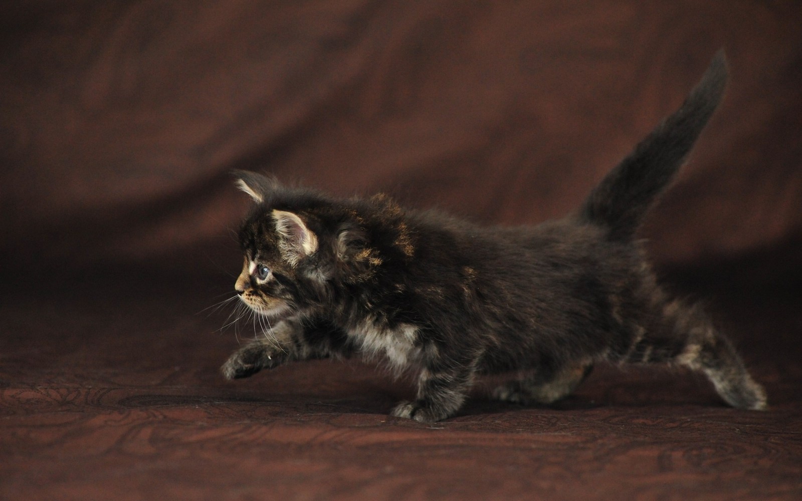 There is a small kitten that is walking on a brown surface (kitten, tail, animal, fur, fauna)