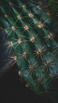 Close-up of a prickly pear cactus showcasing its textured green surface and sharp spines.